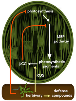 Feeding by herbivores not only causes plants to produce defense compounds, but also leads to a slowdown in growth processes. Cleavage of beta-carotene (a photosynthetic pigment) via reactive forms of oxygen (ROS = reactive oxygen species), forms beta-cyclocitral (βCC), which directly inhibits the rate-controlling enzyme of the MEP pathway.