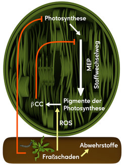 Fraßschäden bewirken nicht nur, dass Pflanzen vermehrt Abwehrstoffe bilden, sie führen auch zu einer Verlangsamung von Wachstumsprozessen. Durch eine reaktive Form von Sauerstoff (ROS = reactive oxygen species) entsteht durch Spaltung von Beta-Carotin (ein Pigment der Fotosynthese) Beta-Cyclocitral (βCC), welches das geschwindigkeitskontrollierende Enzym des MEP-Stoffwechselwegs direkt hemmt.