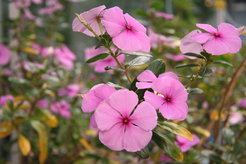 Catharanthus roseus ist eine Quelle für wertvolle Alkaloide, die unter anderem in der Krebstherapie Anwendung finden.