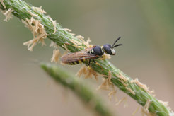 The European beewolf Philanthus triangulum.