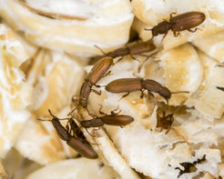 Saw-toothed grain beetle Oryzaephilus surinamensis on oat flakes.