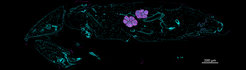 A section through a pupa of O. surinamensis with the organs containing symbiotic bacteria. The Bacteroidetes symbiont was named Candidatus Shikimatogenerans silvanidophilus in reference to its ability to synthesize products of the Shikimate metabolic pathway and its close association with beetles of the silvanid family. It is stained purple by fluorescent in situ hybridization (FISH).