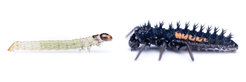 The larva of the horseradish flea beetle Phyllotreta armoraciae (left) is well-armed against its enemy, the larva of the harlequin ladybird Harmonia axyridis (right). For its chemical defense, it uses glucosinolates from its host plant, which it converts into toxic mustard oils with the help of its own enzyme. These toxins are able to fend off the predator successfully. After pupation, the glucosinolates are still present, but the enzyme that activates the defense mechanism is missing. Lacking defenses, pupae of the horseradish flea beetle are predated by ladybird larvae in experiments.