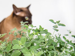 (Science Advances, doi: 10.1126/sciadv.aba0721, Mai 2020). Die Katzenminze gibt den Duftstoff Nepetalacton ab, der bei bei geschlechtsreifen Katzen eine Art Rausch auslöst: Riechen die Katzen an den Pflanzen, werden sie regelrecht „high“, wälzen sich am Boden und zeigen ungewöhnlich verspielte Verhaltensweisen.