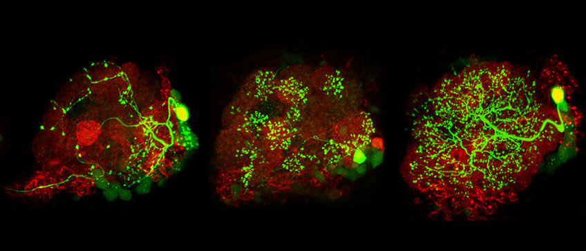 Research Group Olfactory Coding Activity in the insect brain is made visible by using calcium imaging.