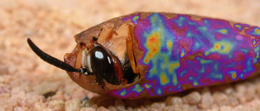 Department of Insect Symbiosis Department of Insect Symbiosis