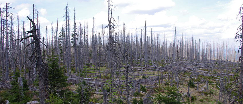 Herbivore and Pathogen Induced Defense Strategies in Conifers Herbivore and Pathogen Induced Defense Strategies in Conifers