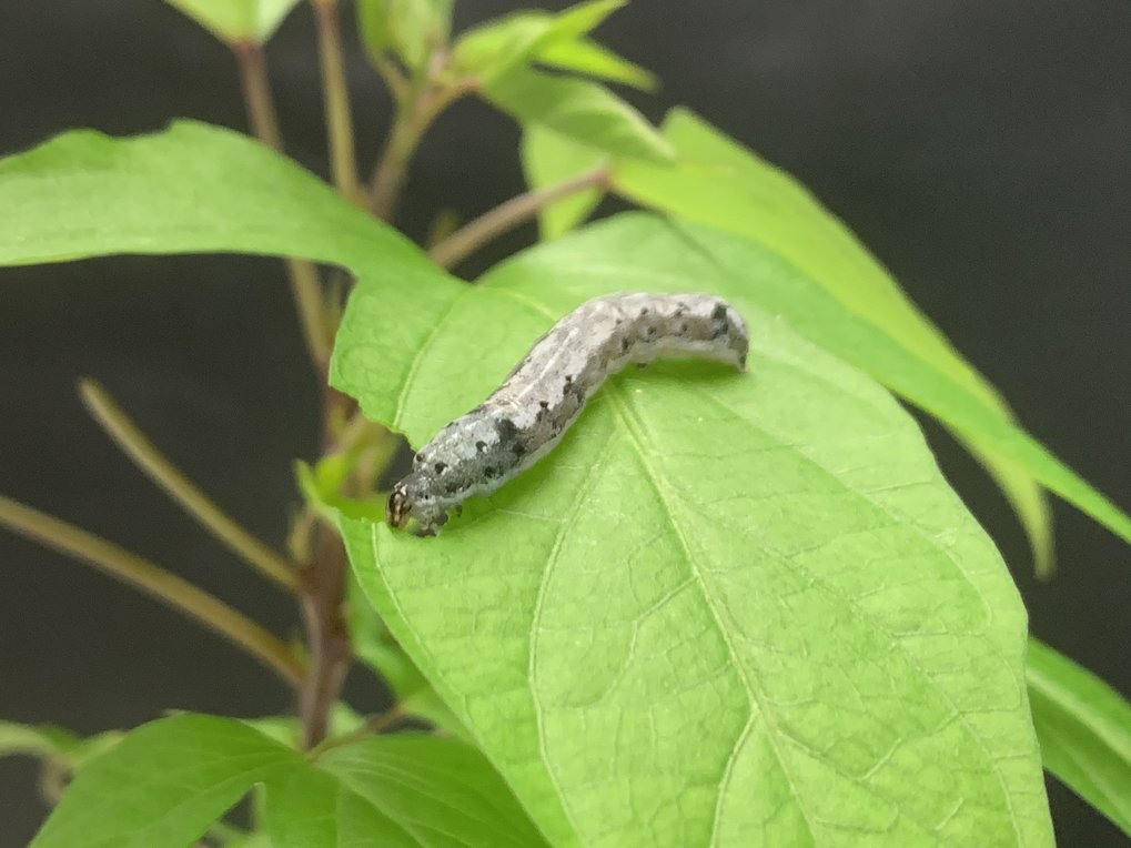 Afrikanischer Baumwollwurm Spodoptera littoralis auf dem Blatt einer Süßkartoffelpflanze (Ipomoea batatas).