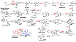 Biosyntheseweg von Vinblastin