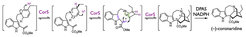 Möglicher Biosyntheseweg von Coronaridin