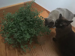 Katzen untersuchen eine Katzenminze