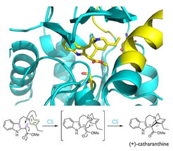 The figure shows the recently elucidated crystal structure of the biosynthetic enzyme catharanthine synthase, which is involved in the biosynthesis of the anti-cancer drugs vinblastine and vincristine.