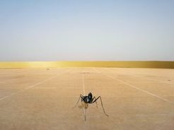Desert ant Cataglyphis fortis