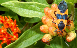 Die große Seidepflanzenwanze Oncopeltus fasciatus.