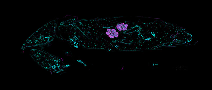 Chemistry of Insect Microbe Interactions