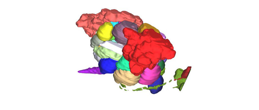 Neural circuits in the olfactory system of arthropods Neural circuits in the olfactory system of arthropods