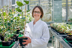 Franziska Eberl with a young poplar tree in the glasshouse of the institute.