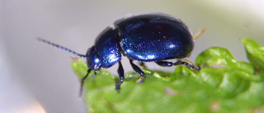 Molekularbiologie des Verdauungssystems von Insekten Molekularbiologie des Verdauungssystems von Insekten