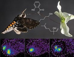 Manduca sexta: odor molecules and brain activity