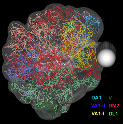 Skeleton tree of a local interneuron of the antennal lobe in Drosophila melanogaster. Colors indicate the glomerular innervation. The neuronal reconstruction is based on a fluorescent dye injection following patch clamp recording (Seki et al., 2010).