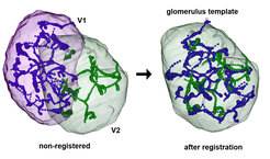 Comparing the terminal arborizations of two neurons in the V-glomerulus. After registration (here: labelfield registration) the relative position of terminals can be visualized in a common reference space of the glomerulus template.