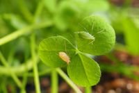 Aphids on red clover