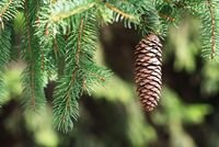 Spruce branches with cone