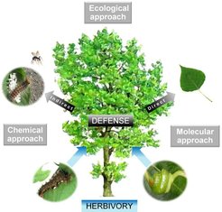 Ecological, chemical, and molecular approach