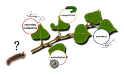 Chemical interactions between caterpillars and poplar leaves