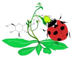 Ladybird and cabbage aphid
