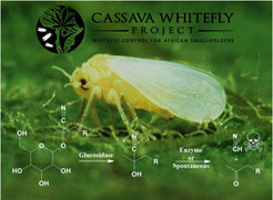 http://www.cassavawhitefly.org/