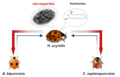 The role of microsporidia and harmonine in Harmonia axyridis