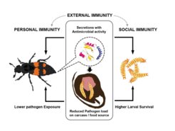 Personal, external and social mmunity of burying beetles