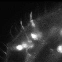 Scan of genetically labeled (Orco-GCamp) neurons in the palp.