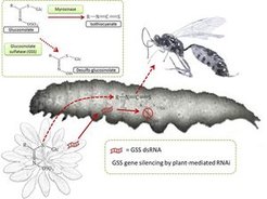 Parasitische Wespe auf der Larve einer Kohlmotte