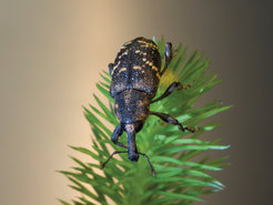 Fichtenrüsselkäfer (Hylobius abietis)