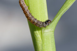 Fall armyworm Spodoptera frugiperda