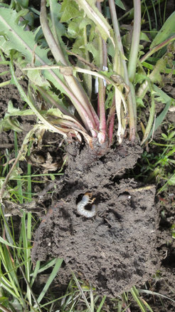 Grub under a dandelion plant