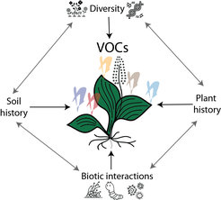 Plantago lanceolata and its ecosystem