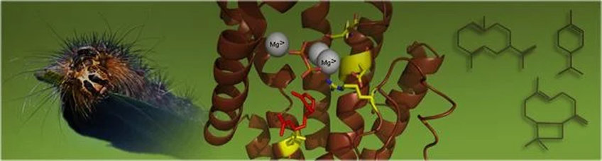 Biosynthesis and Function of Volatile Formation in Woody Plants and Grasses Biosynthesis and Function of Volatile Formation in Woody Plants and Grasses
