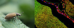 The darkling beetling Lagria villosa (left) cultivates protective bacterial symbionts of the genus Burkholderia in specialized pouches associated with the female reproductive tract (right).