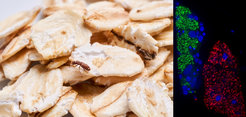 Der Getreideplattkäfer Oryzaephilus surinamensis ist ein berüchtigter Schädling von Lagergetreide (links). Fluoreszenz-in-situ-Hybridisierungs-Aufnahme, die die symbiotischen Organe des Bohrkäfers Dinoderus porcellus mit zwei verschiedenen bakteriellen Partnern (in grün bzw. rot) zeigt.
