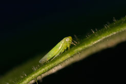 Leafhopper of the genus Empoasca on a tobacco leaf: A research team at the Max Planck Institute for Chemical Ecology in Jena has now elucidated the chemical defense that tobacco plants use to defend themselves against this plant sap-sucking pest.