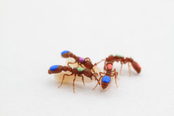 A group of clonal raider ants painted-marked for automated tracking.