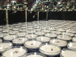 Simple webcams record an array of experimental ant colonies hosted in Petri dishes.