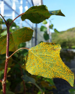 Schwarzpappel (Populus nigra) mit Rostpilzbefall.