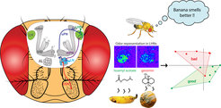 Schematic of odor representation and evaluation in the lateral horn, a higher center in the vinegar fly brain. Excitatory or inhibitory input from neurons originating from the antennal lobe determine odor perception-based activity patterns and fine-tuning in neurons of the lateral horn. The strength of the odor response of these neurons determines the behavioral preference. Examples for the neuronal representation of odors are isoamyl acetate, a typical banana odor that flies are highly attracted to, and geosmin, the odor of toxic bacteria and mold on rotten food that triggers an escape behavior in flies.LH = Lateral Horn. AL = Antennal Lobe (the primary olfactory center in the brain). LHN = Lateral Horn Neurons. uPN = uniglomerular Projection Neurons. mPN = multiglomerular Projection Neurons. MB = Mushroom Body; apart from the LH the second higher brain center. LN = Local Neurons.