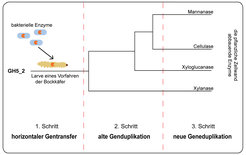 Drei Schritte zum (evolutionären) Erfolg der Bockkäfer: Ein Vorfahre der heutigen Bockkäfer erwarb ein Enzym der Enzymgruppe GH5_2 über horizontalen Gentransfer. Spender waren Bakterien aus dem Bakterienstamm Bacteroidetes. Das Ur-Enzym war eine Cellulase, zeigte aber auch gewisse Aktivität für den Abbau von zwei anderen Komponenten der Zellwand, Xylan und Glucomannan (1. Schritt). Alte Genduplikationen erhöhten die Vielfalt der abgebauten Substrate. Die entstandenen GH5_2-Enzyme konnten nun neben Cellulose auch Xyloglucan, Mannan und Xylan spalten (2. Schritt). Weitere Genduplikationen ereigneten sich in jüngerer Zeit. Die Enzyme wurden spezifischer und eines der GH5_2-Enzyme katalysierte sogar eine Transglycosylierung, also die Übertragung und Anbindung eines Zuckerrestes statt einer Spaltung (3. Schritt).