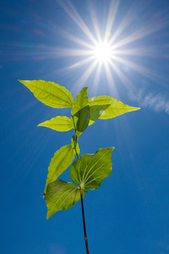 A small poison nut tree Strychnos nux-vomica in the sun.