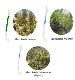 Geografische Verbreitung der Elternarten B. linearis und B. macraei und ihrer Hybride B. intermedia in Chile.